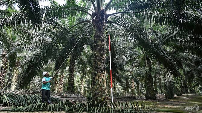 malaysia-s-mammoth-palm-oil-sector-is-under-threat-after-pm-mahathir-mohamad-criticised-india-s-moves-in-the-kashmir-region-1572156302265-4.jpg