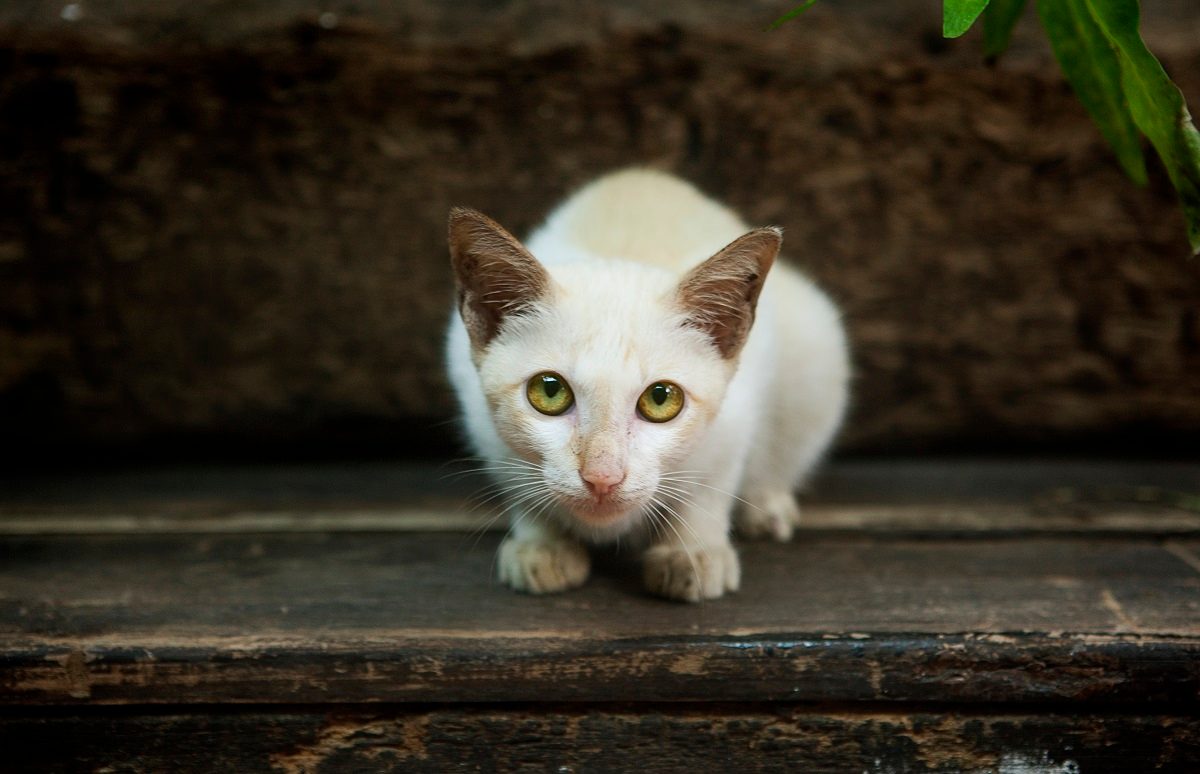 getty-outdoor-cat.jpg