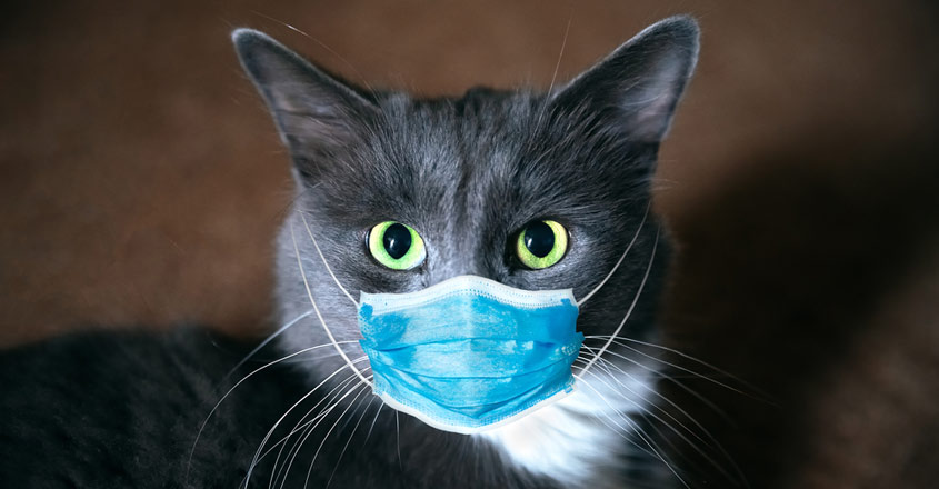 cat-mask-coronavirus.jpg