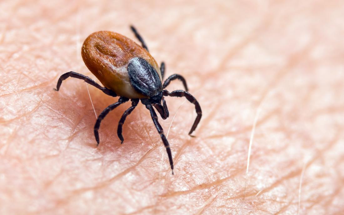 a-deer-tick-that-might-cause-chronic-lyme-disease.jpg