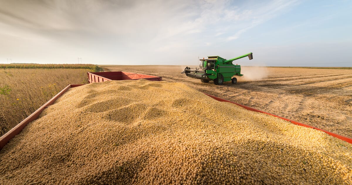 pig_articles_nutrition-feed_soybeans-harvesting-autumn.jpeg